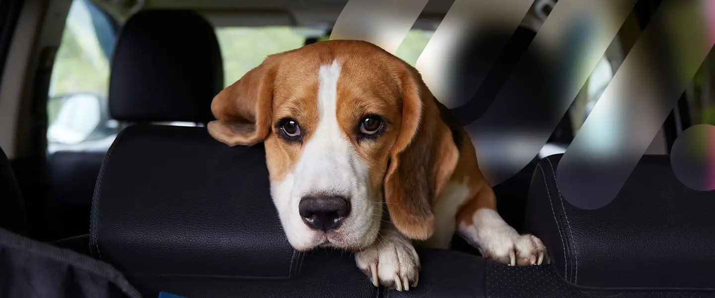 Case Study Dog